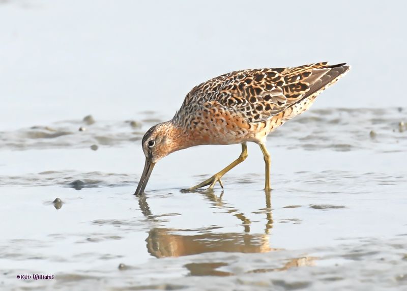 Short-billed Dowitcher, S. Padre Is, TX, 4-23-2025_118az.jpg