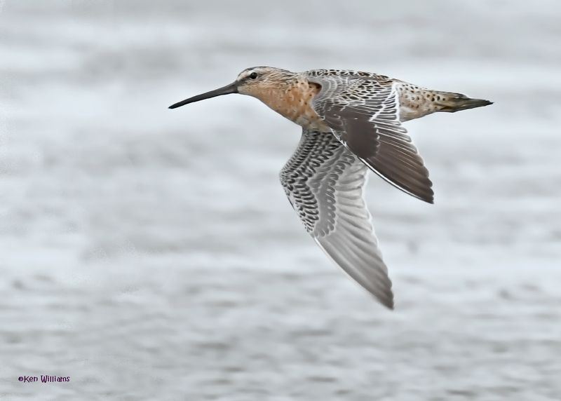 Short-billed Dowitcher, S. Padre Is, TX, 4-23-2025_13az.jpg