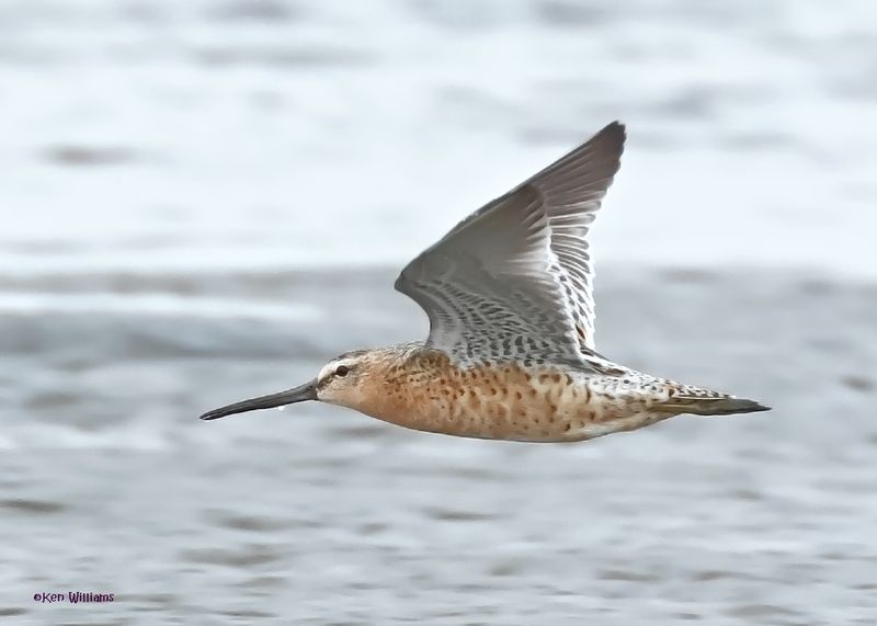 Short-billed Dowitcher, S. Padre Is, TX, 4-23-2025_21az.jpg