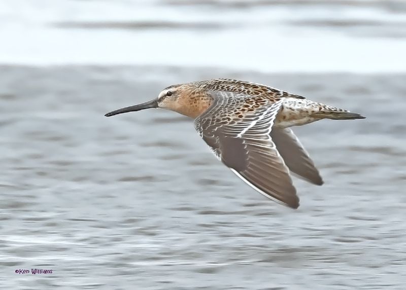 Short-billed Dowitcher, S. Padre Is, TX, 4-23-2025_22az.jpg