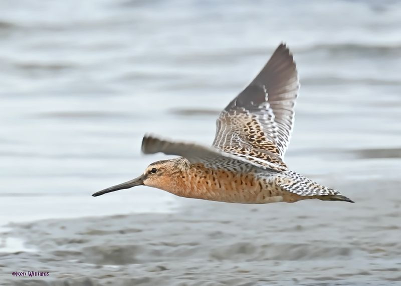 Short-billed Dowitcher, S. Padre Is, TX, 4-23-2025_33az.jpg