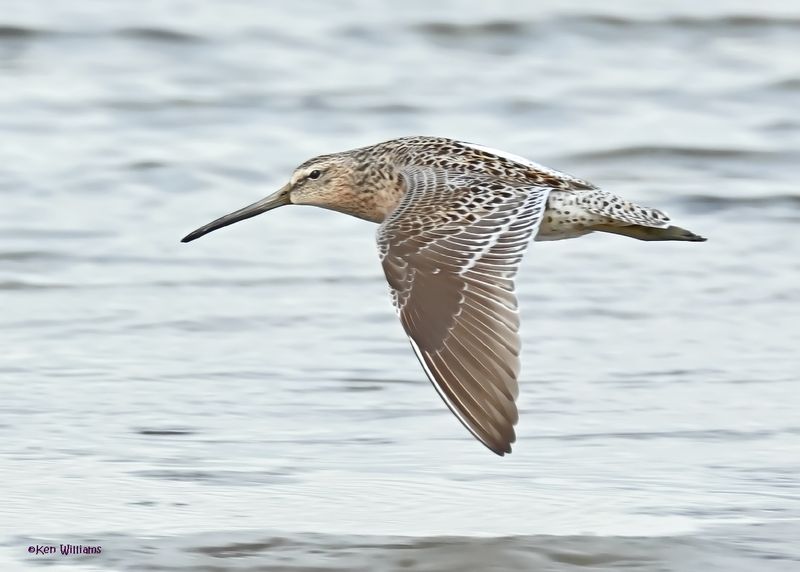 Short-billed Dowitcher, S. Padre Is, TX, 4-23-2025_36az.jpg