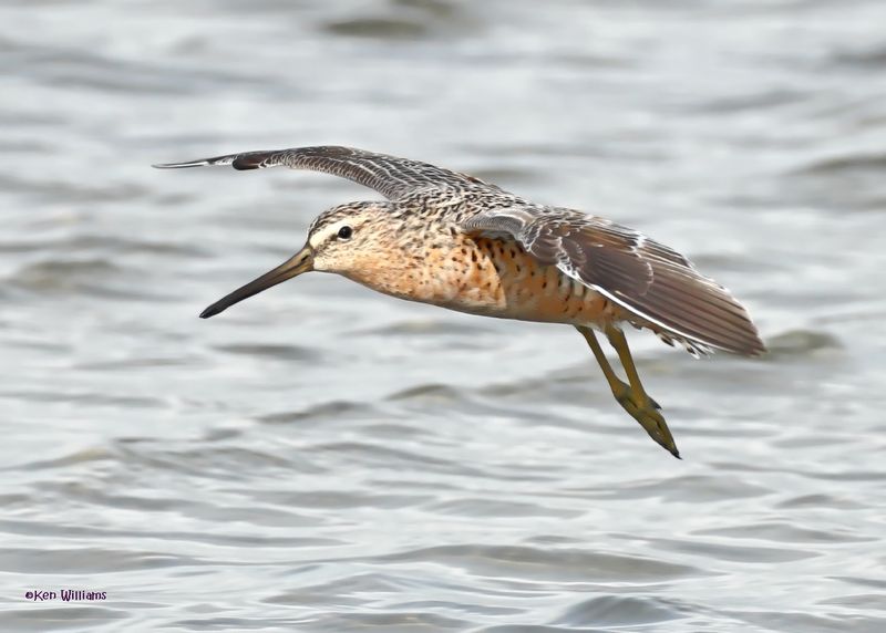Short-billed Dowitcher, S. Padre Is, TX, 4-23-2025_57az.jpg