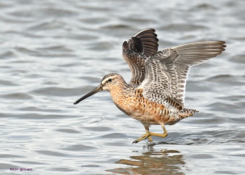 Short-billed Dowitcher, S. Padre Is, TX, 4-23-2025_67az.jpg