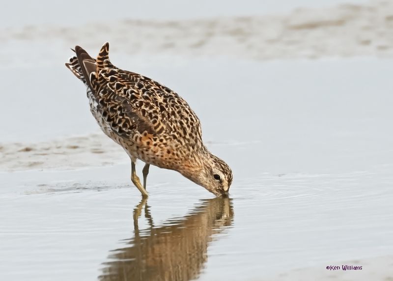 Short-billed Dowitcher, S. Padre Is, TX, 4-23-2025_7az.jpg