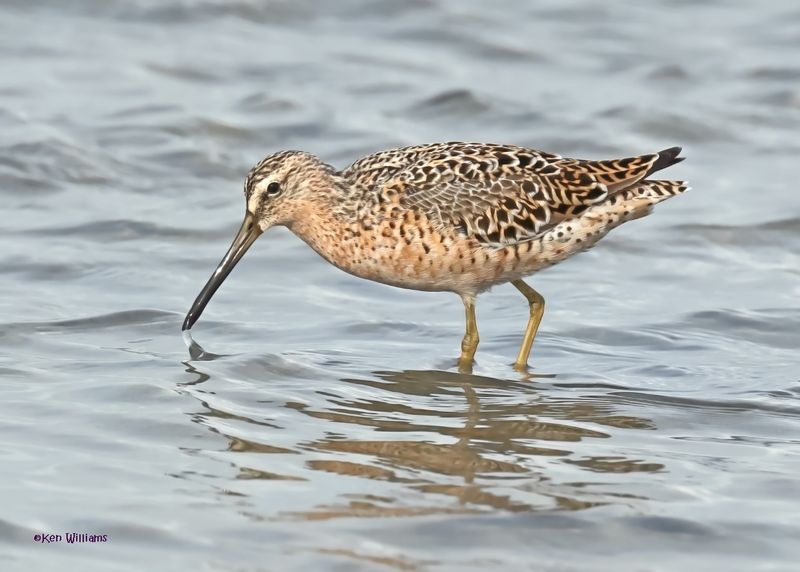 Short-billed Dowitcher, S. Padre Is, TX, 4-23-2025_83az.jpg