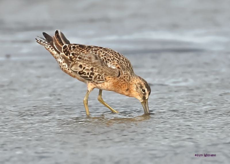 Short-billed Dowitcher, S. Padre Is, TX, 4-24-2025_5057az.jpg