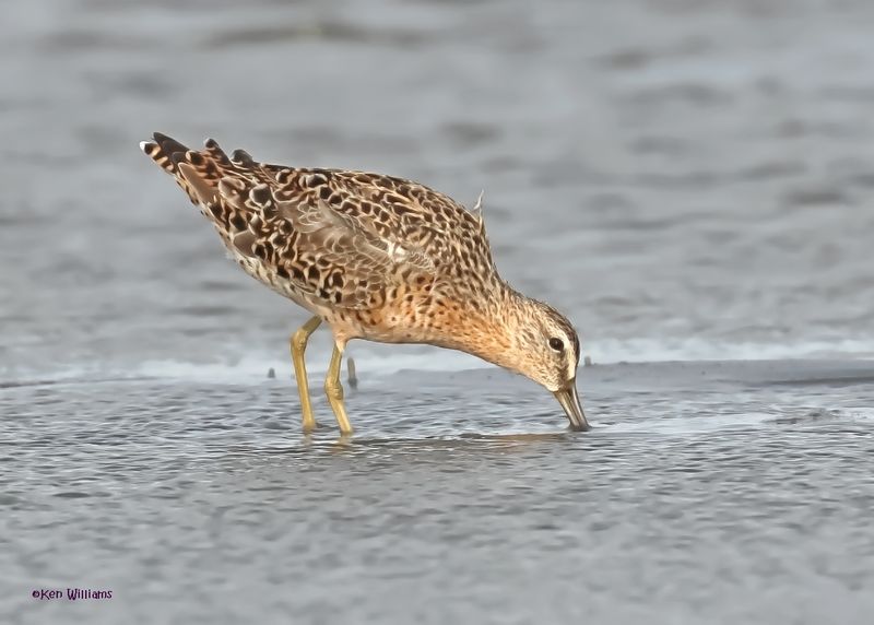 Short-billed Dowitcher, S. Padre Is, TX, 4-24-2025_5077az.jpg