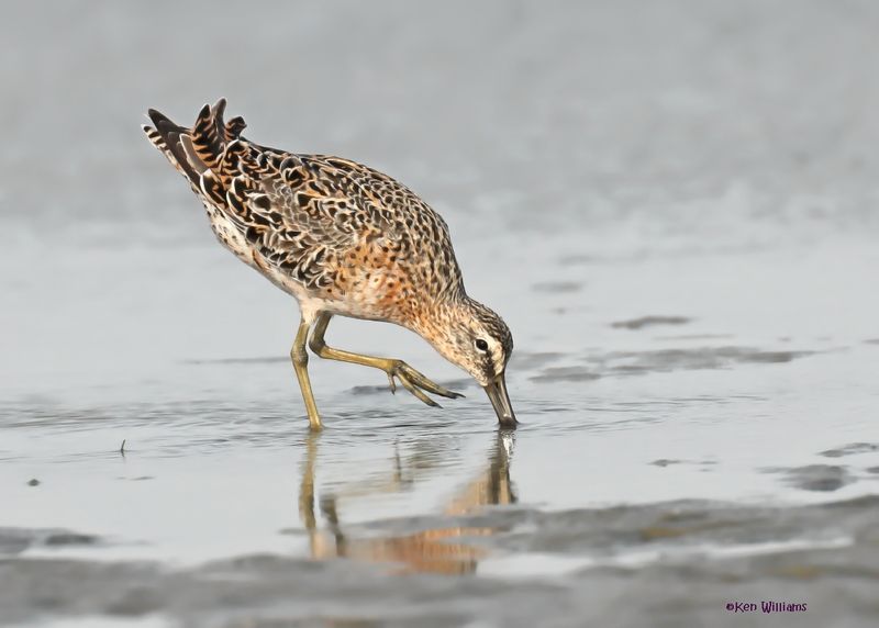 Short-billed Dowitcher, S. Padre Is, TX, 4-24-2025_5092az.jpg