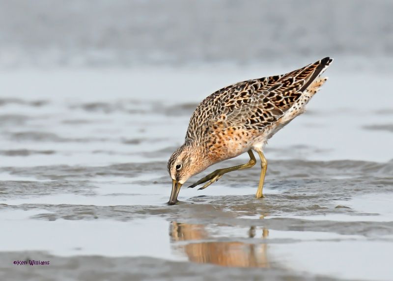 Short-billed Dowitcher, S. Padre Is, TX, 4-24-2025_5255az.jpg