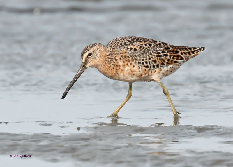 Short-billed Dowitcher, S. Padre Is, TX, 4-24-2025_5267az.jpg