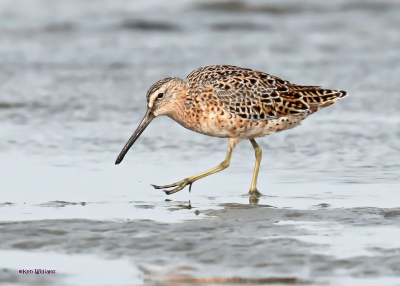 Short-billed Dowitcher, S. Padre Is, TX, 4-24-2025_5269az.jpg