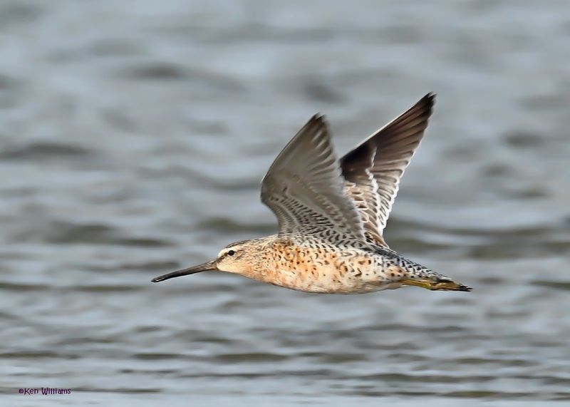 Short-billed Dowitcher, S. Padre Is, TX, 4-24-2025_5282az.jpg