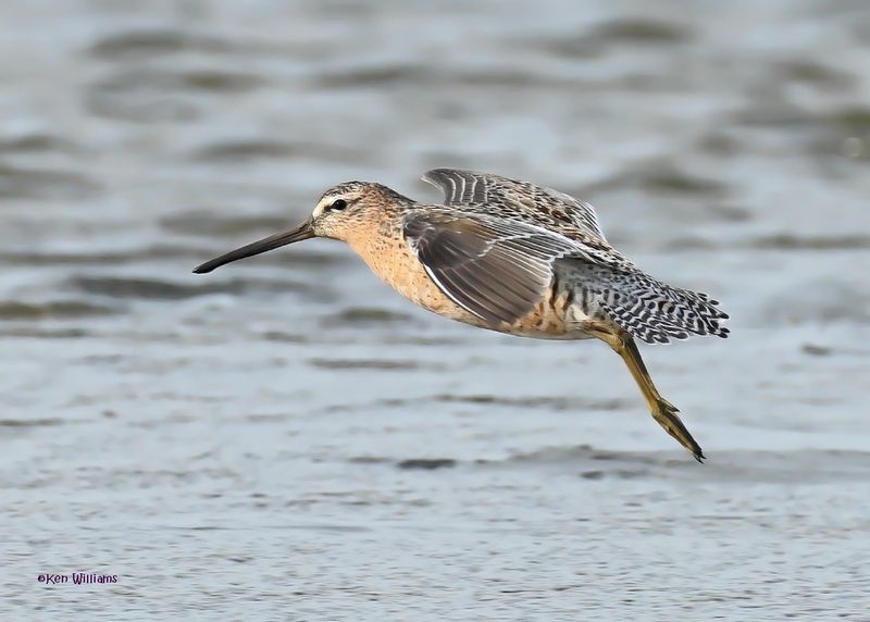 Short-billed Dowitcher, S. Padre Is, TX, 4-24-2025_5286az.jpg