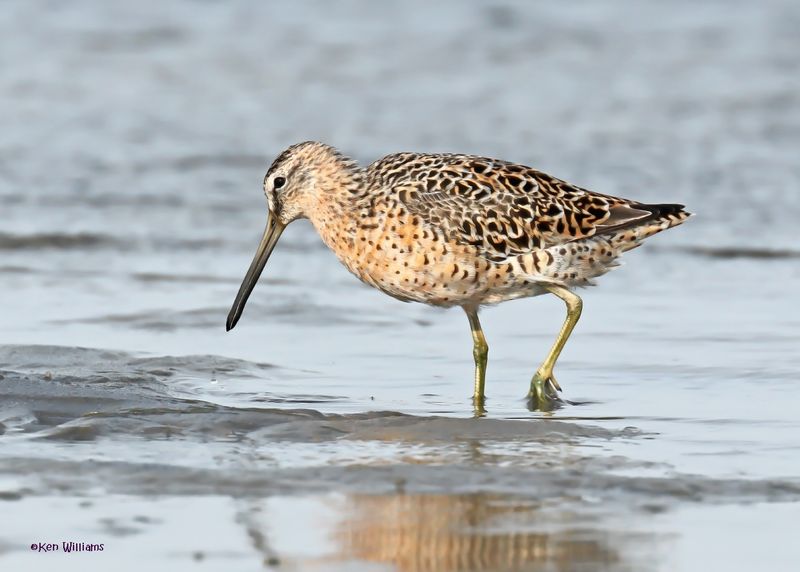 Short-billed Dowitcher, S. Padre Is, TX, 4-24-2025_5406az.jpg