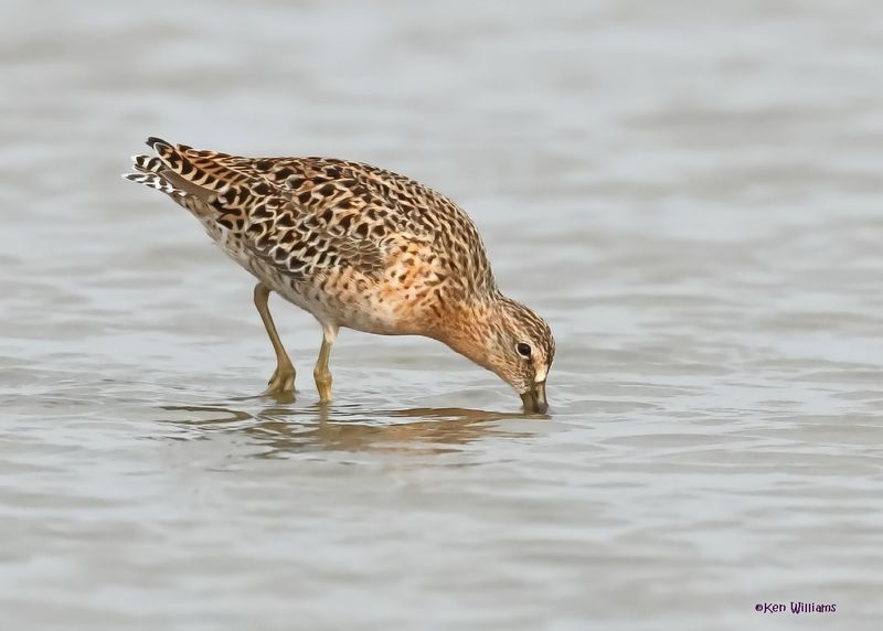 Short-billed Dowitcher, S. Padre Is, TX, 4-25-2025_7408az.jpg