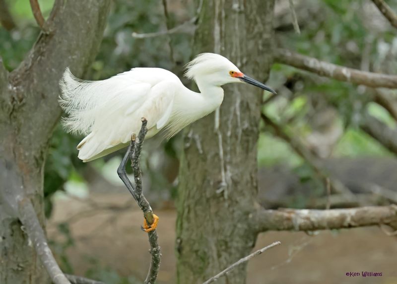 Snowy Egret High Island, TX, 4-30-2025_2974az.jpg