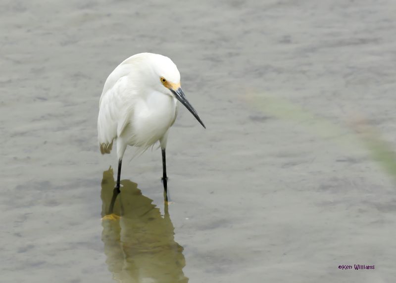 Snowy Egret