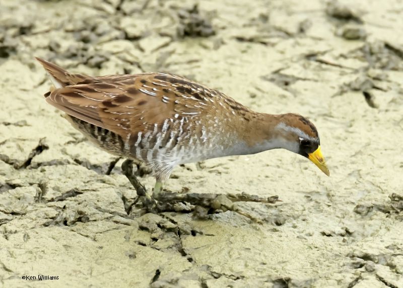 Sora, S. Padre Is, TX, 4-22-2025_0937az.jpg