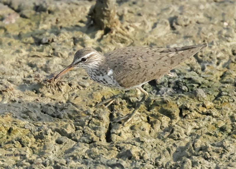 Spotted Sandpiper, Port Aransas, TX, 4-28-2025_1542az.jpg