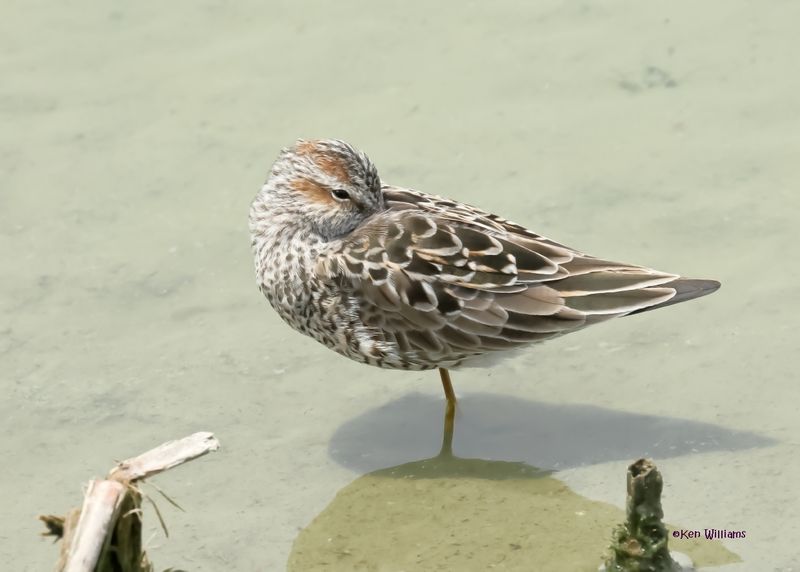 Stilt Sandpiper, Port Aransas, TX, 4-28-2025_0731az.jpg