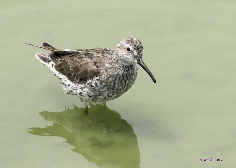 Stilt Sandpiper, Port Aransas, TX, 4-28-2025_0754az.jpg