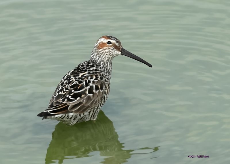 Stilt Sandpiper, Port Aransas, TX, 4-28-2025_1253az.jpg