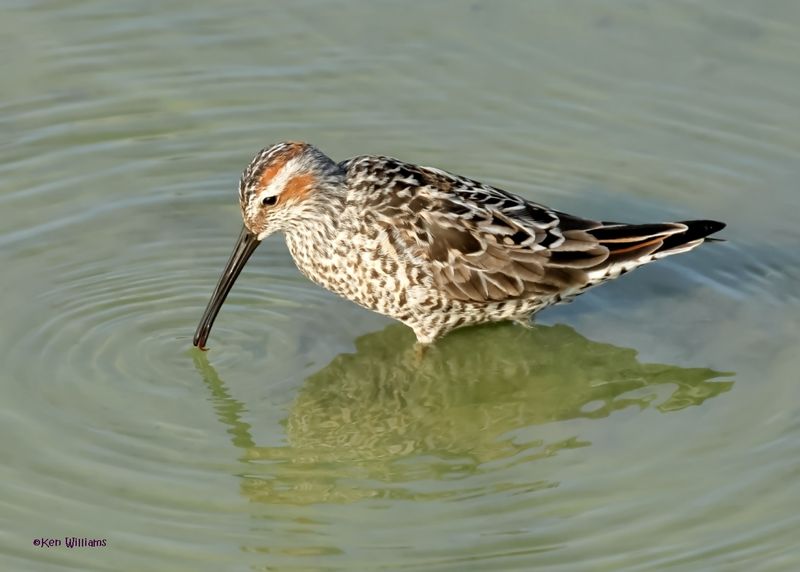 Stilt Sandpiper, Port Aransas, TX, 4-28-2025_1605az.jpg