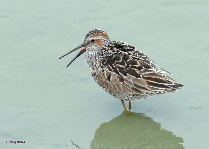 Stilt Sandpiper, Port Aransas, TX, 4-29-2025_2033az.jpg