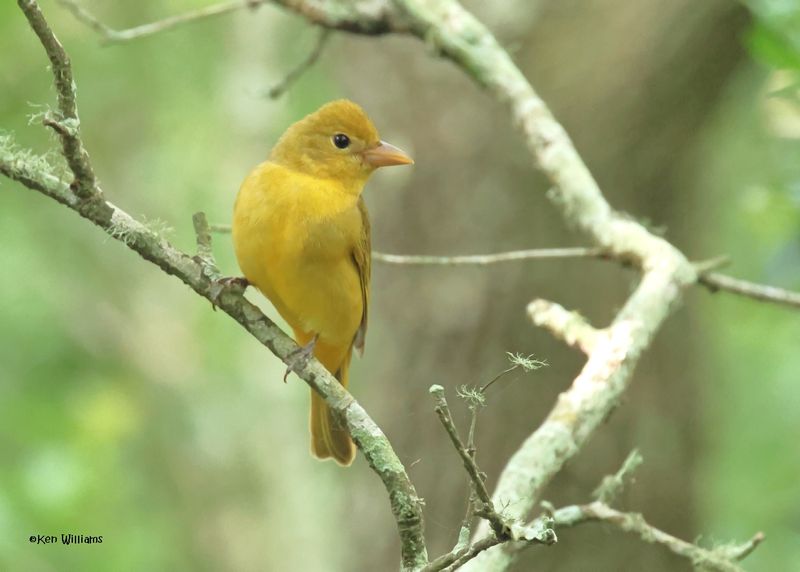 Summer Tanager female, Lafitte's Cove Nature Preserve, TX, 4-29-2025_2568az.jpg