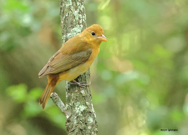 Summer Tanager female, Lafitte's Cove Nature Preserve, TX, 4-29-2025_2600az.jpg