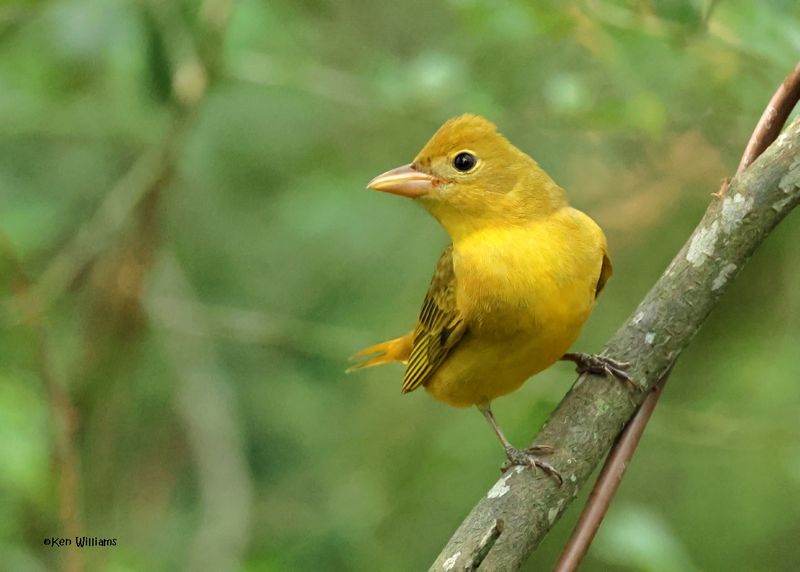 Summer Tanager female, Lafitte's Cove Nature Preserve, TX, 4-29-2025_2605az.jpg
