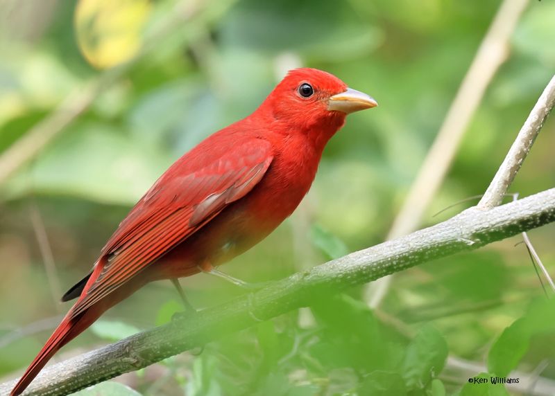 Summer Tanager male, S. Padre Island, TX, 4-23-2025_4062az.jpg