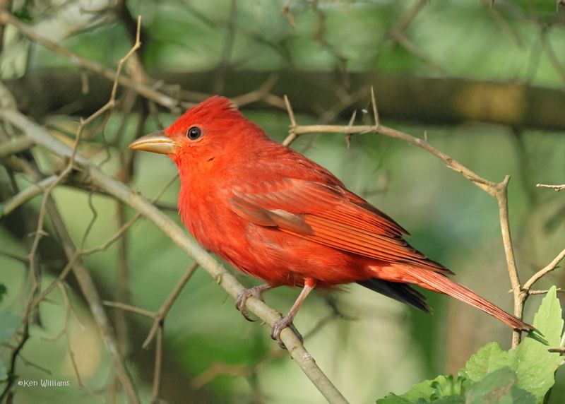 :Summer Tanager: