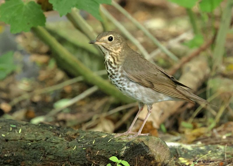 Swainson's Thrush, S. Padre Is, TX, 4-24-2025_6990az.jpg