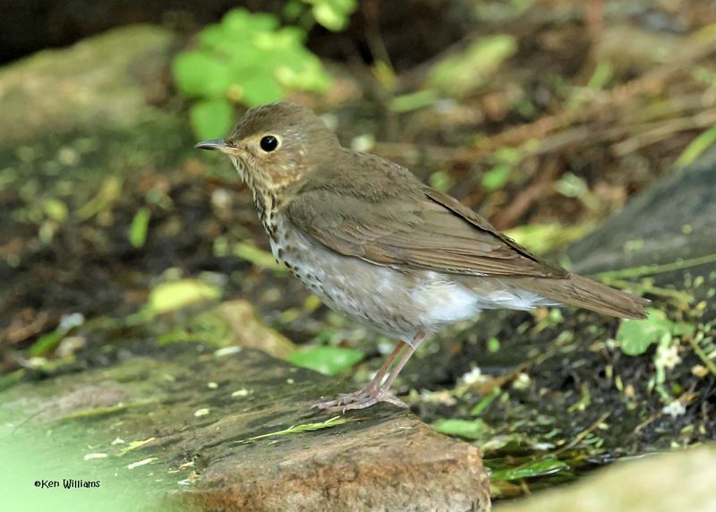 Swainson's Thrush, S. Padre Is, TX, 4-24-2025_7250az.jpg