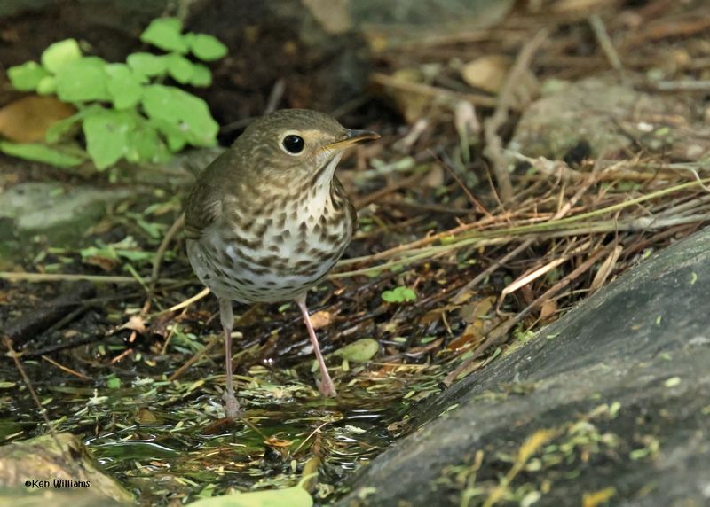 Swainson's Thrush, S. Padre Is, TX, 4-26-2025_9040az.jpg