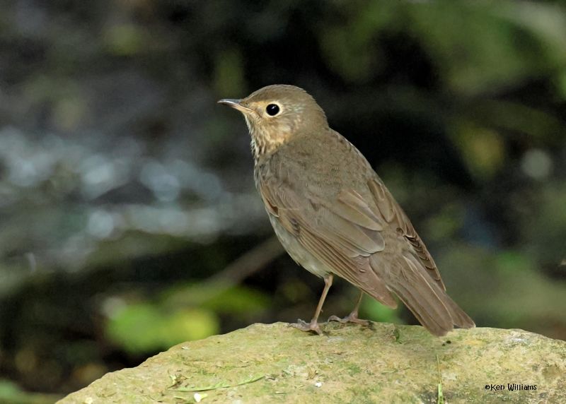 Swainson's Thrush, S. Padre Island, TX, 4-23-2025_4285az.jpg