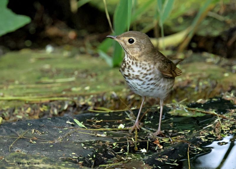 Swainson's Thrush, S. Padre Island, TX, 4-23-2025_4413az.jpg