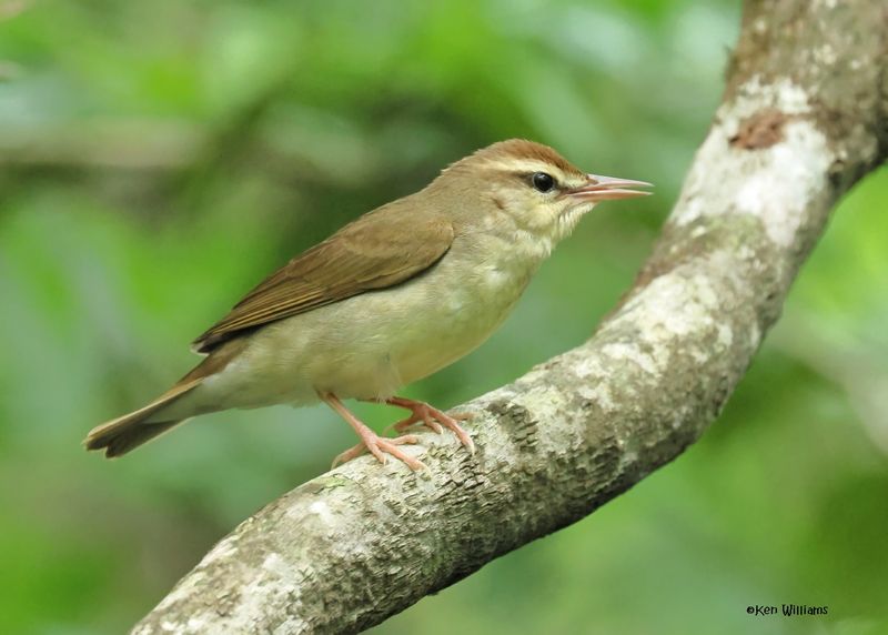 Swainson's Warbler, Big Thicket National Preserve, TX, 5-1-2025_3349azD.jpg
