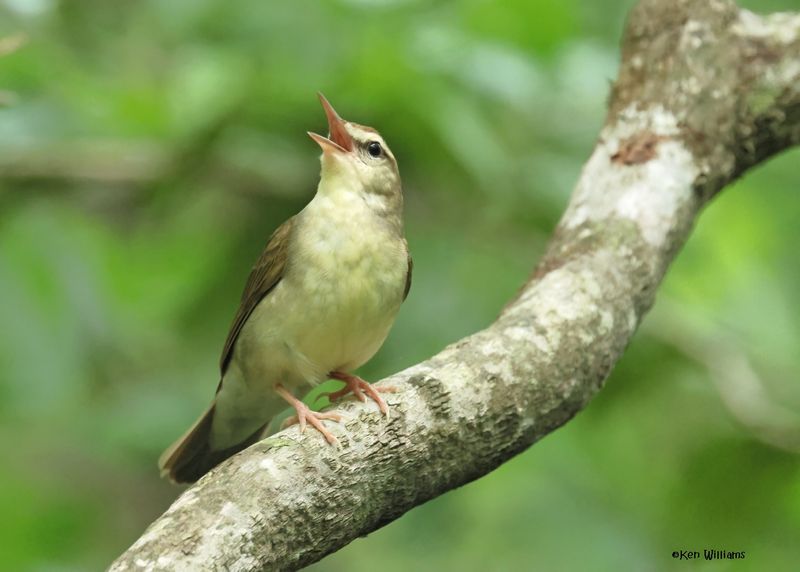 Swainson's Warbler, Big Thicket National Preserve, TX, 5-1-2025_3354azD.jpg