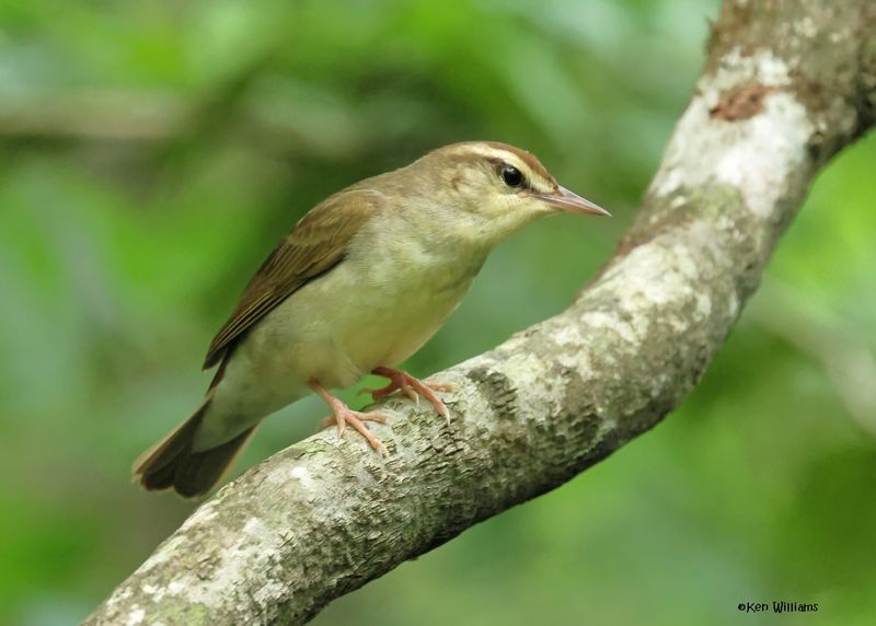 Swainson's Warbler, Big Thicket National Preserve, TX, 5-1-2025_3358azD.jpg