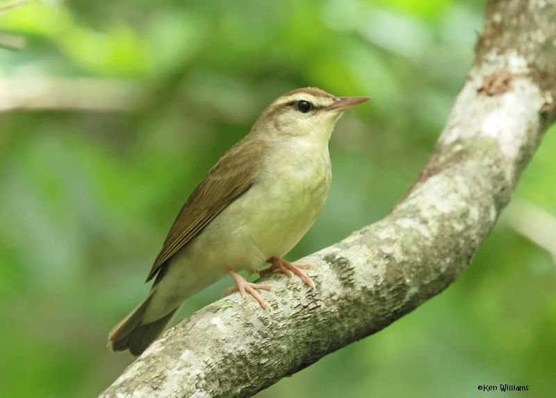 Swainson's Warbler, Big Thicket National Preserve, TX, 5-1-2025_3368azD.jpg