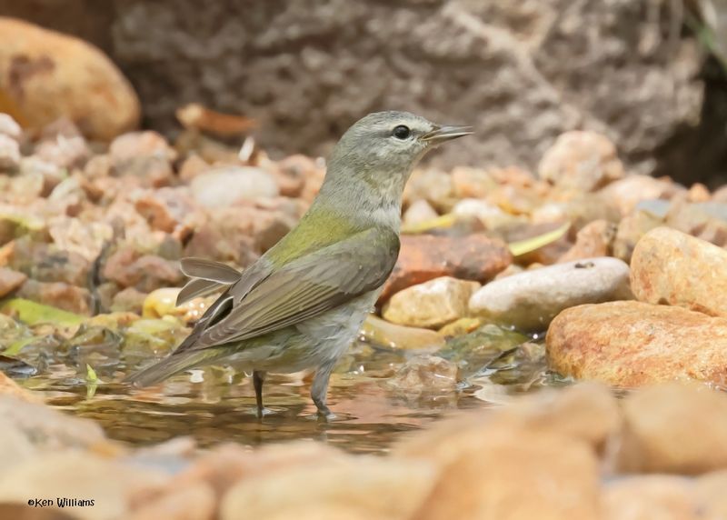 Tennessee Warbler, Port Aransas, TX, 4-28-2025_0888az.jpg