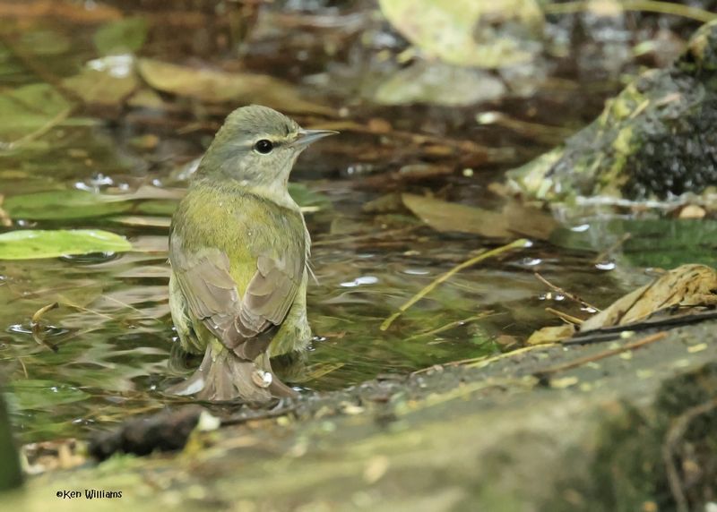 Tennessee Warbler, S. Padre Is, TX, 4-24-2025_6769az.jpg
