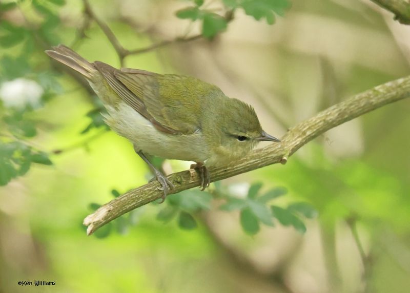 Tennessee Warbler, S. Padre Is, TX, 4-24-2025_6850az.jpg