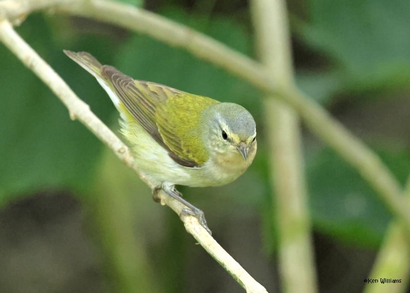 Tennessee Warbler, S. Padre Is, TX, 4-26-2025_9029az.jpg