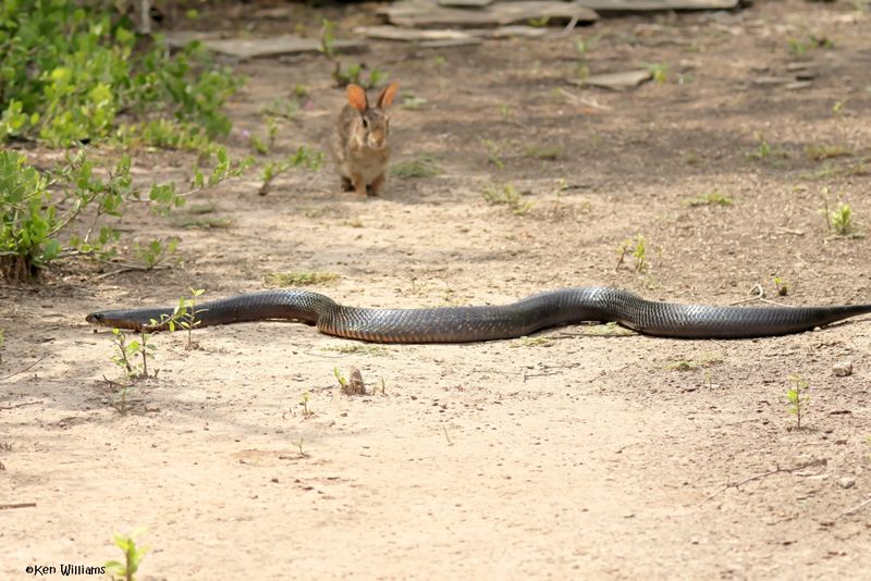 Texas Indigo Snake, Laguna Vista Nature Trail, TX, 4-24-2025_6291az.jpg