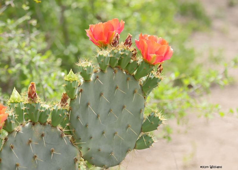 Plants - Cactus