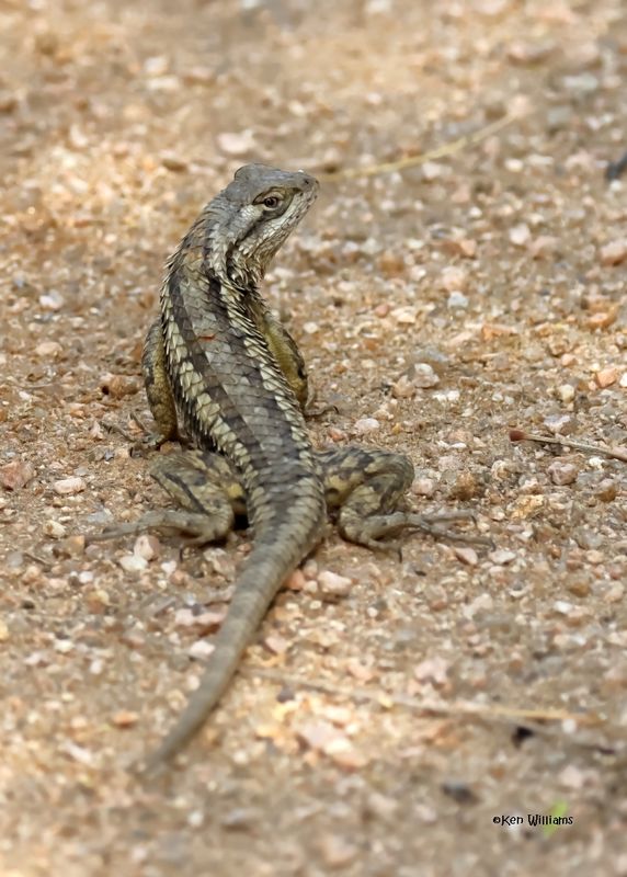 Texas Spiny Lizard, Laguna Vista Nature Trail, TX, 4-26-2025_8682az.jpg